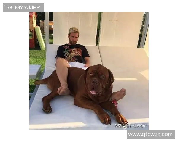 狗狗足球球星与爱犬互动瞬间 趣味对决和默契配合大公开