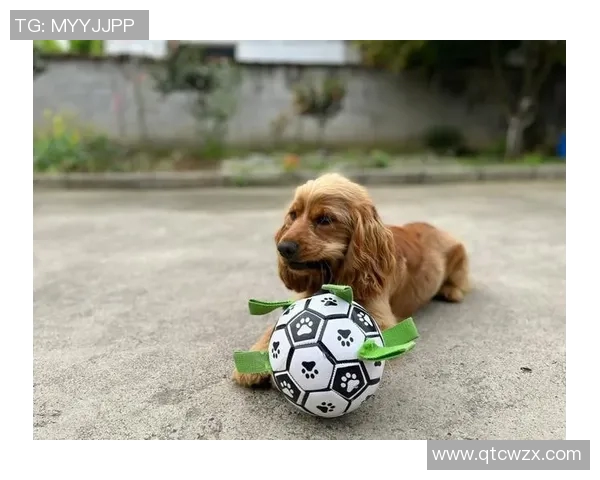 足球明星球员的狗狗名字大全 揭开球场背后的宠物故事